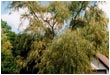 Holzdeck